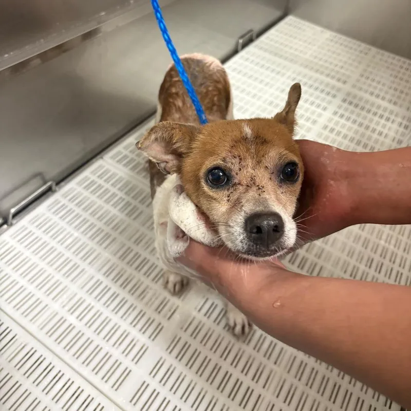 An adult small-sized male White / Cream Chihuahua dog named Raider for adoption in Bryan, TX