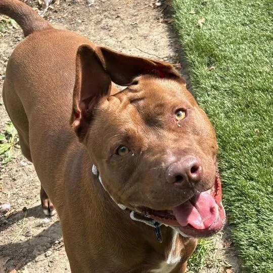 An adult medium-sized male Brown / Chocolate Mixed Breed dog named Copyright Infringement for adoption in Davenport, IA