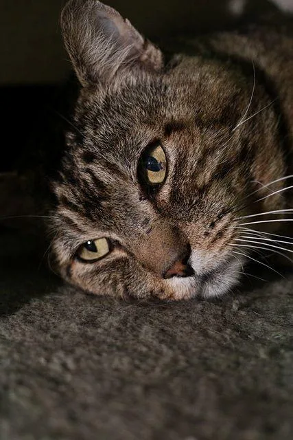 An adult medium-sized male Tabby (Brown / Chocolate) Domestic Short Hair cat named Zaddy for adoption in Portland, OR