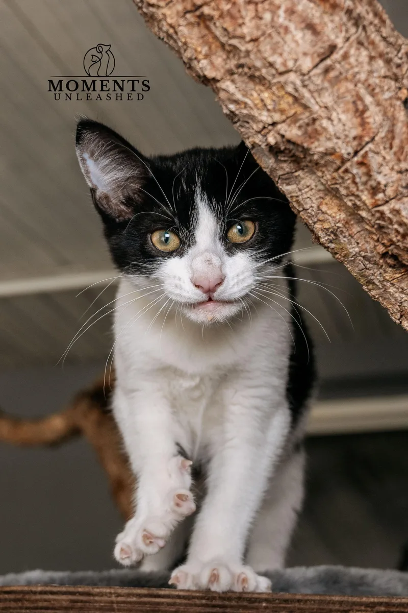 A baby small-sized female Black & White / Tuxedo Domestic Short Hair cat named Espurr for adoption in Myakka City, FL