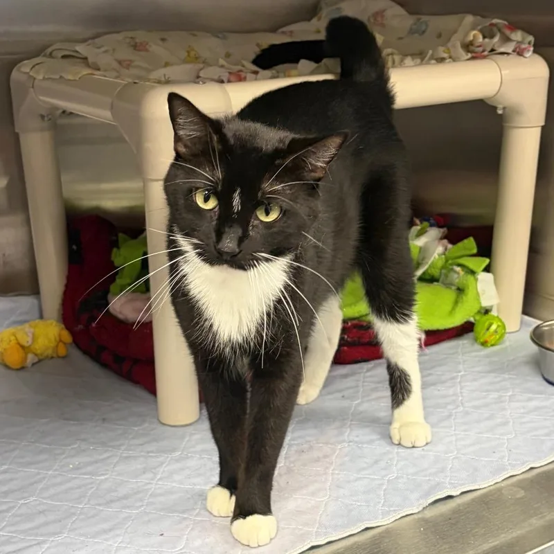 An adult small-sized female Black Domestic Short Hair cat named Minka C for adoption in Princeton, MN