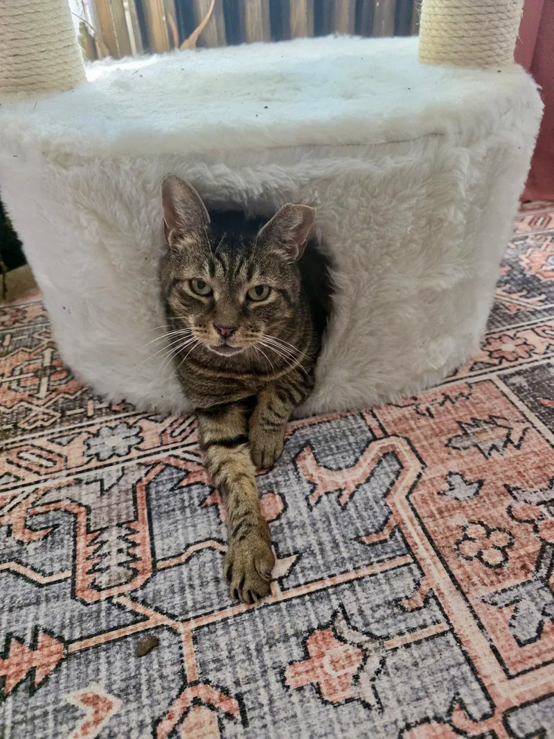 A senior medium-sized male Tabby (Brown / Chocolate) Domestic Short Hair cat named Piccolo for adoption in Brooklyn, NY