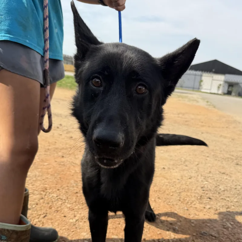 A young medium-sized male Black Shepherd dog named Niner for adoption in Columbia, SC