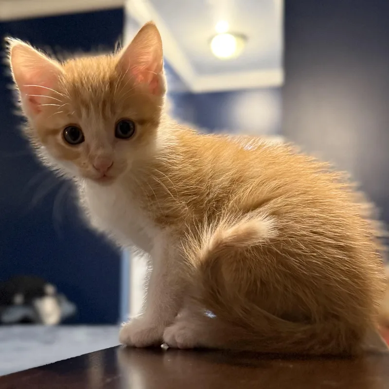 A baby small-sized male Orange & White Domestic Short Hair cat named Dizzy Doodle for adoption in McKenzie, TN