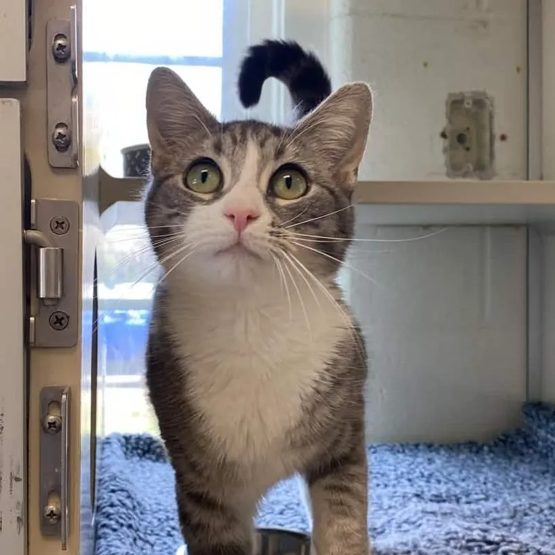 Tornado Warning thumbnail 3