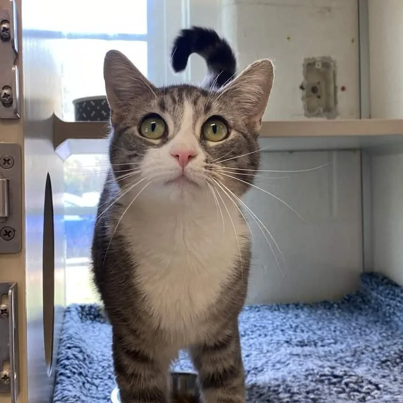 Tornado Warning thumbnail 4