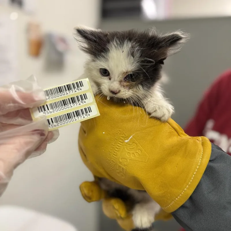 A baby small-sized male Black Domestic Medium Hair cat named Chip for adoption in Charleston, WV