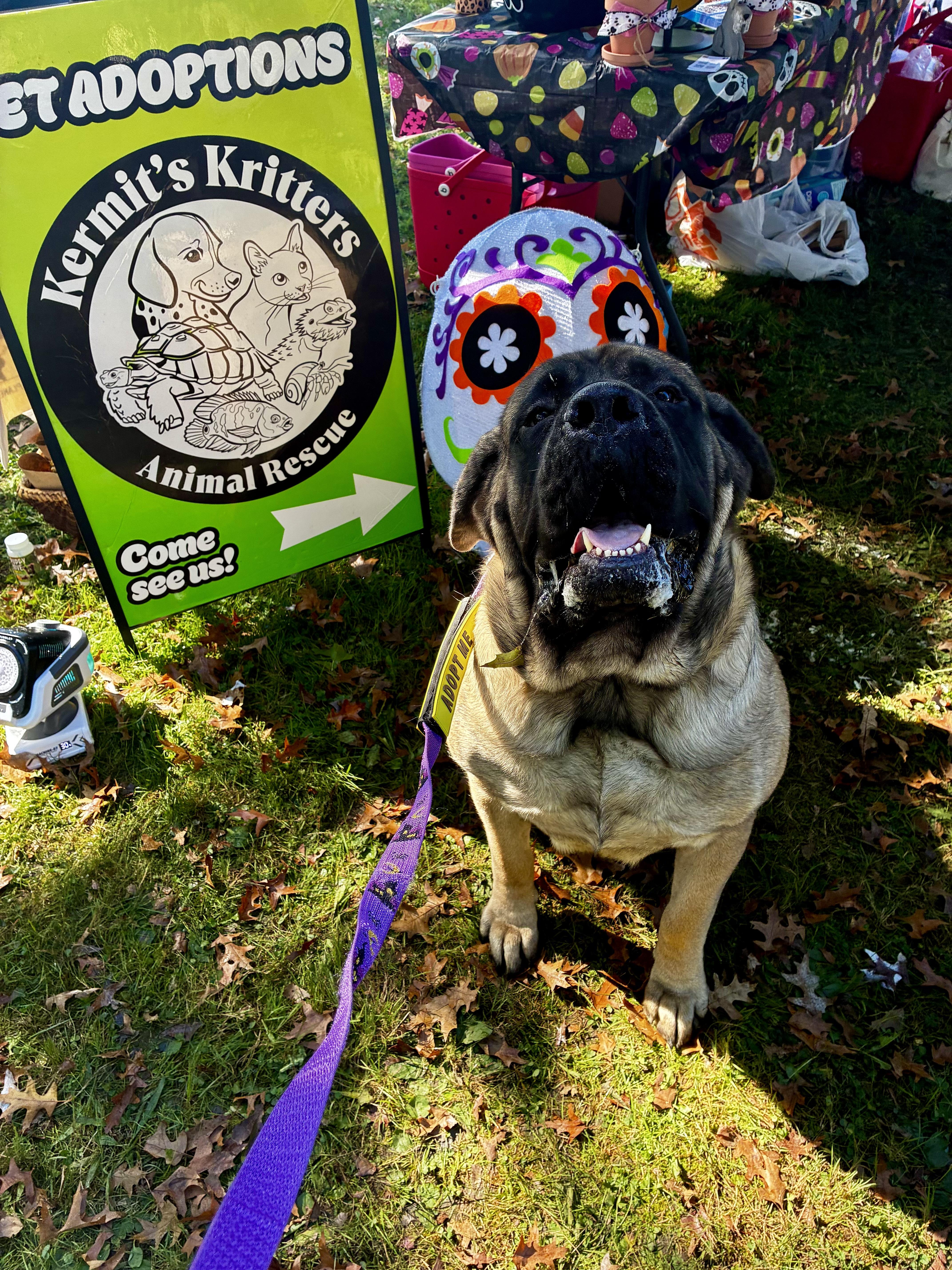 An adult extra large-sized female Yellow / Tan / Blond / Fawn Mastiff dog named Hazel for adoption in Akron, OH