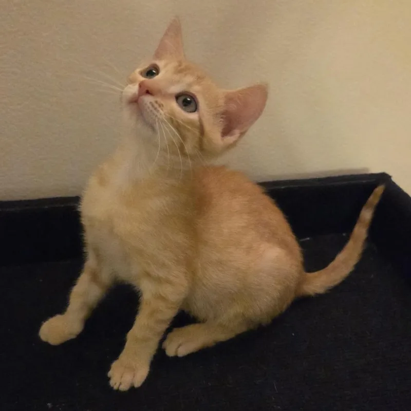 A baby small-sized male Orange / Red Domestic Short Hair cat named Acorn for adoption in Lauderhill, FL