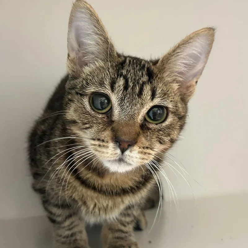 A young small-sized male Brown / Chocolate Domestic Short Hair cat named Flash for adoption in Matteson, IL