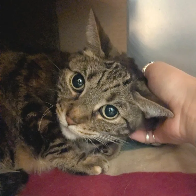 A senior large-sized female Brown / Chocolate Domestic Short Hair cat named Nena for adoption in Providence, RI