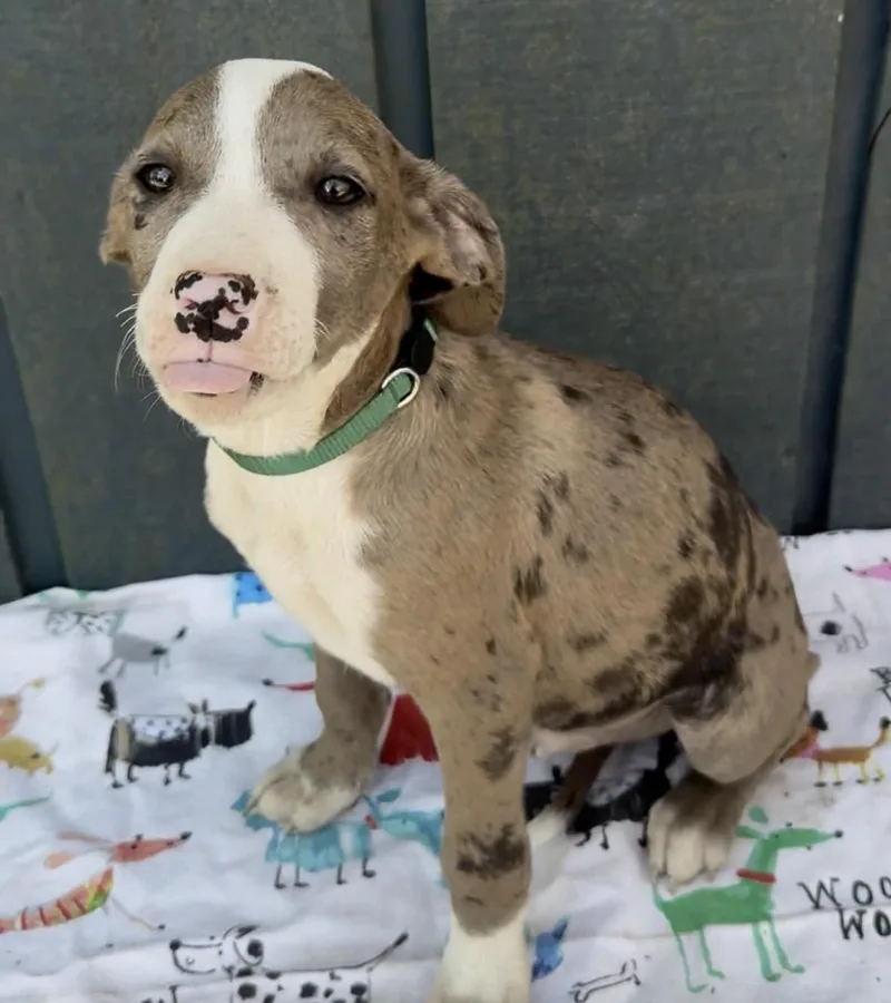 Popsicle thumbnail 2