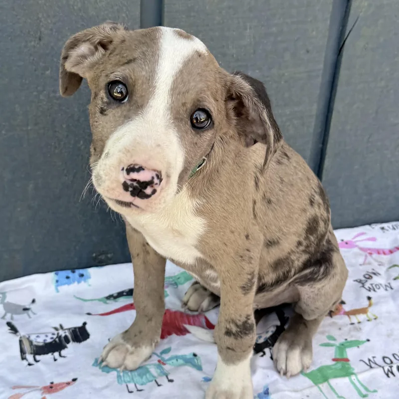 Popsicle thumbnail 3