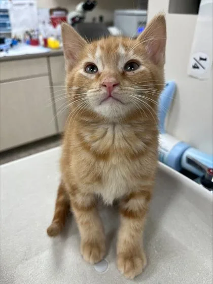 A baby small-sized male Domestic Short Hair cat named Spider for adoption in Westland, MI