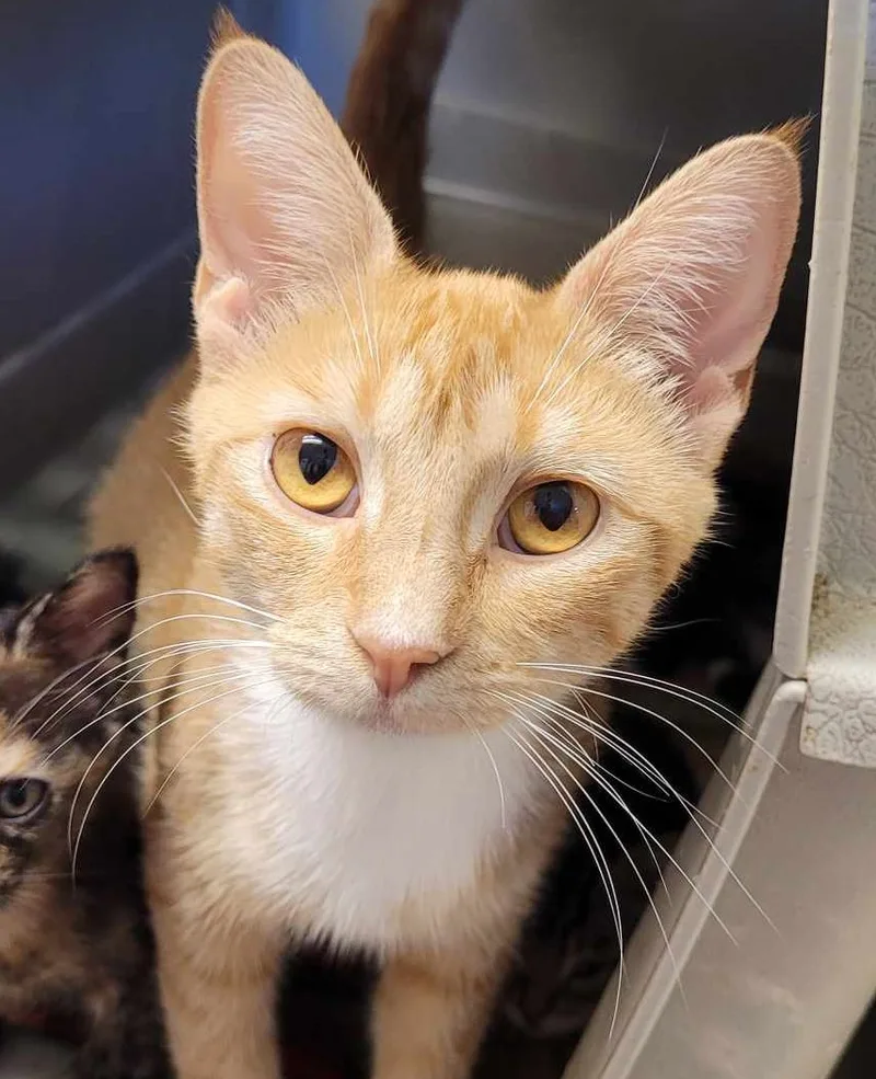 A young medium-sized female Domestic Short Hair cat named April for adoption in Robinson, IL