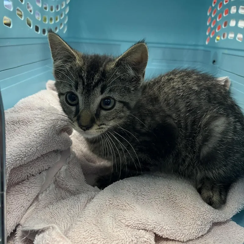 A baby small-sized male Gray / Blue / Silver Domestic Short Hair cat named Maze for adoption in Greensboro, NC