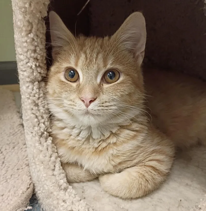 A young large-sized male Buff / Tan / Fawn Domestic Short Hair cat named Udon for adoption in Berkeley Springs, WV