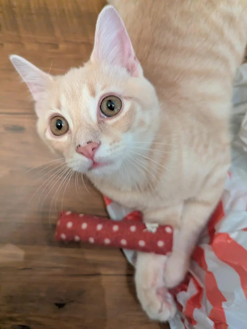 A young medium-sized male Buff / Tan / Fawn Domestic Short Hair cat named Big Peach for adoption in Louisville, KY