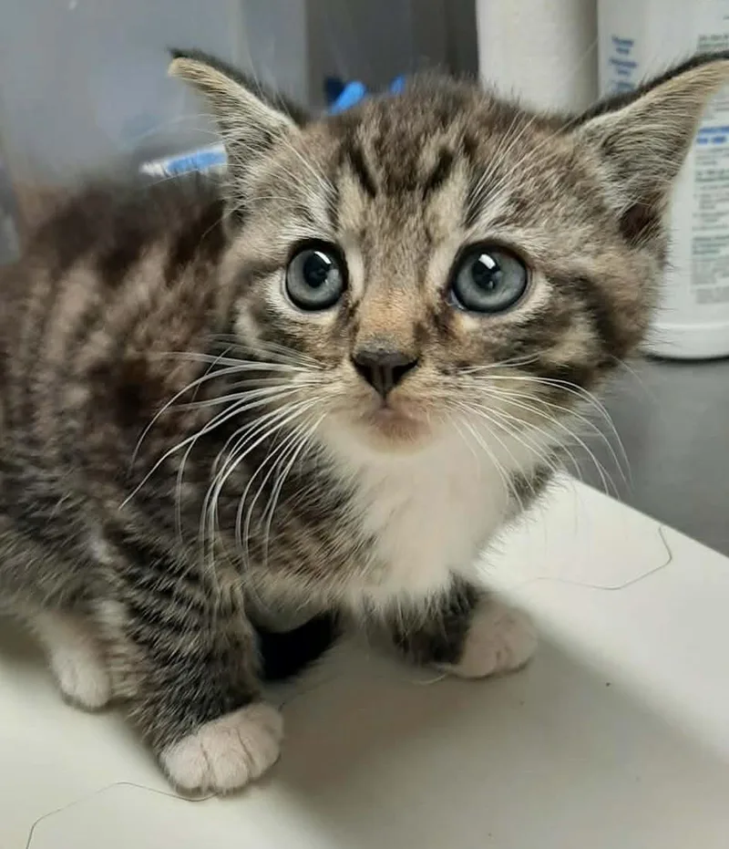 A baby medium-sized female Tabby (Brown / Chocolate) Domestic Short Hair cat named Robin for adoption in Georgetown, OH
