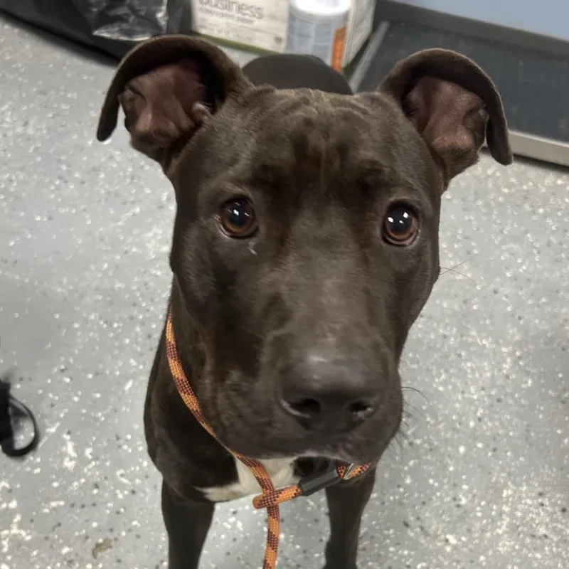 A young medium-sized male Black Pit Bull Terrier dog named Ozzy for adoption in St Joseph, MO