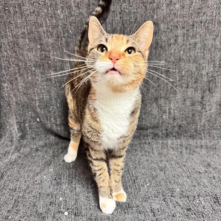 An adult medium-sized female Torbie Domestic Short Hair cat named Nilla Bean for adoption in Waterloo, IA