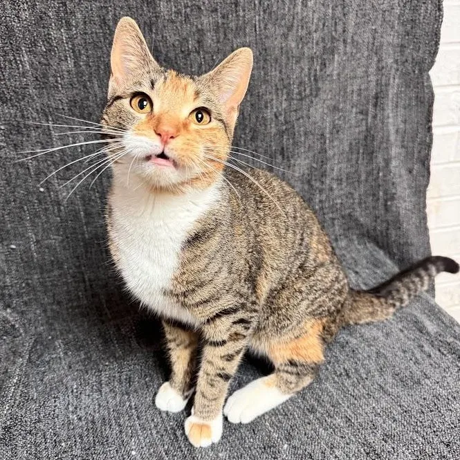 Nilla Bean thumbnail 3