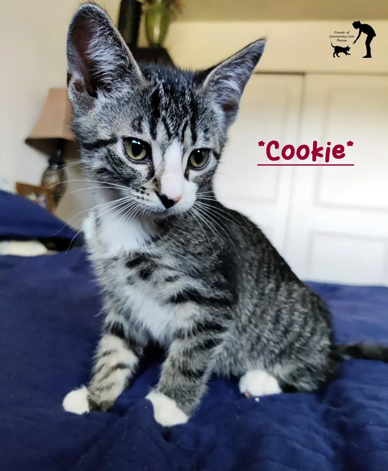 A young medium-sized female Tabby (Brown / Chocolate) Domestic Short Hair cat named Cookie for adoption in Centerville, UT