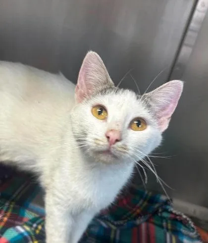 An adult medium-sized female Domestic Short Hair cat named Kanga for adoption in Sullivan, IN
