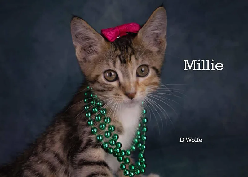 A baby small-sized female Buff & White Tabby cat named Millie for adoption in York, NE