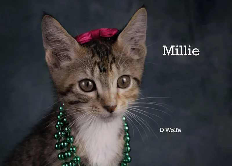 Millie thumbnail 2