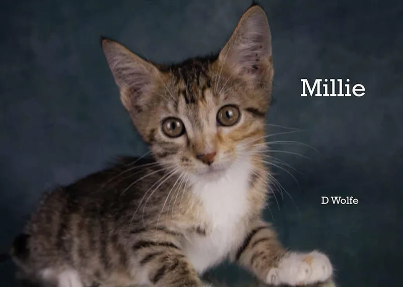 Millie thumbnail 3