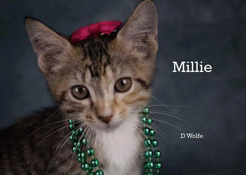 Millie thumbnail 4