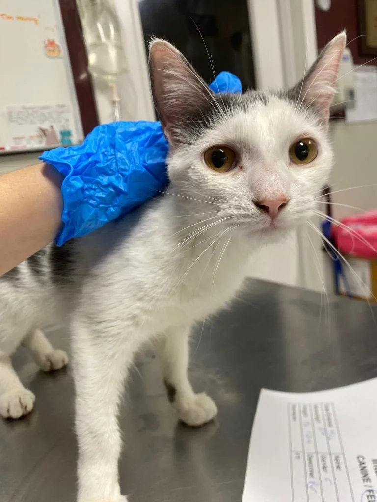 An adult medium-sized female Domestic Short Hair cat named Miss Whiskerbottoms for adoption in Fall River, MA