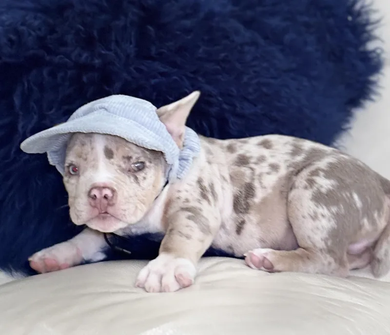 A baby small-sized male Merle (Red) American Bully dog named Telly for adoption in Hollywood, FL