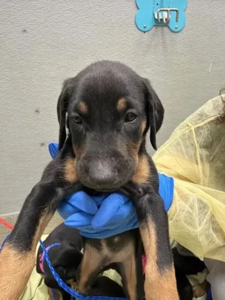 A baby small-sized male Doberman Pinscher dog named Naveen for adoption in Las Vegas, NV