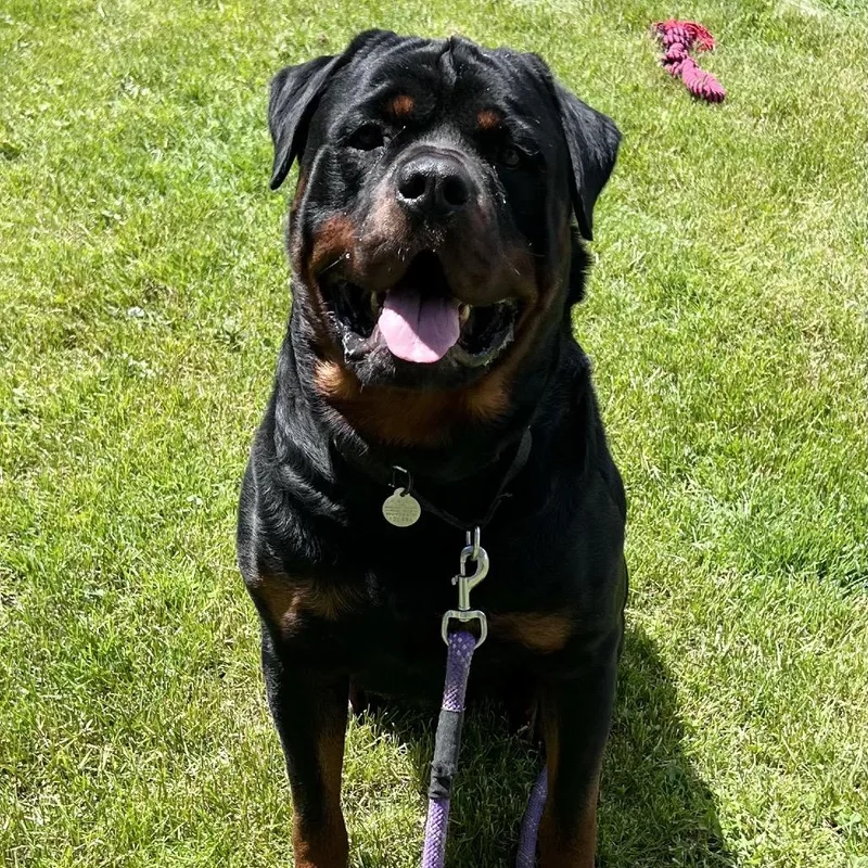 An adult extra large-sized male Black Rottweiler dog named Atlas for adoption in Pittsford, VT
