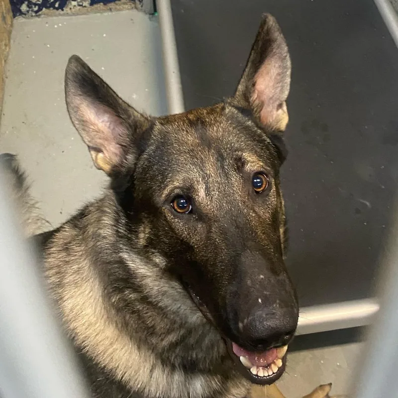 A young large-sized male Sable German Shepherd Dog dog named Odin for adoption in Newark, NJ