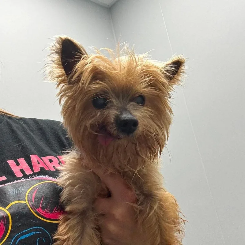 A senior small-sized male Yellow / Tan / Blond / Fawn Yorkshire Terrier dog named Gerald for adoption in Spring Hill, KS