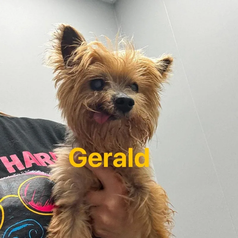 Gerald thumbnail 4