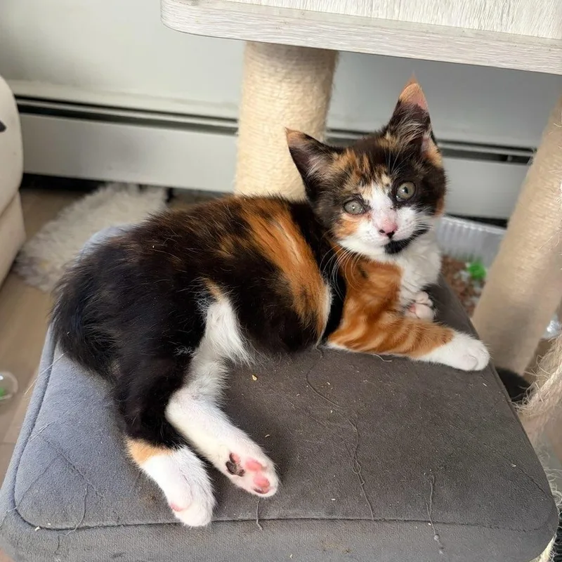 A baby medium-sized female Calico cat named Polly for adoption in Moriches, NY