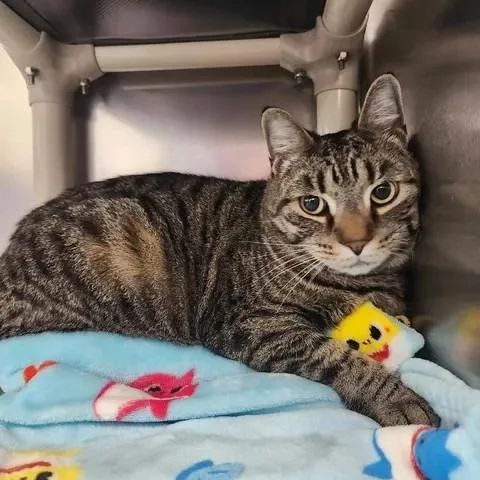 An adult small-sized male Brown / Chocolate Domestic Short Hair cat named Benji for adoption in Winthrop, ME