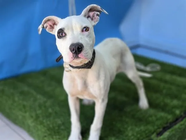 A young small-sized female Pit Bull Terrier dog named A for adoption in Gardena, CA