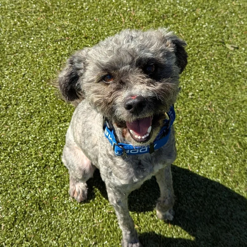 An adult small-sized male Gray / Blue / Silver Miniature Poodle dog named Reginald for adoption in Friday Harbor, WA