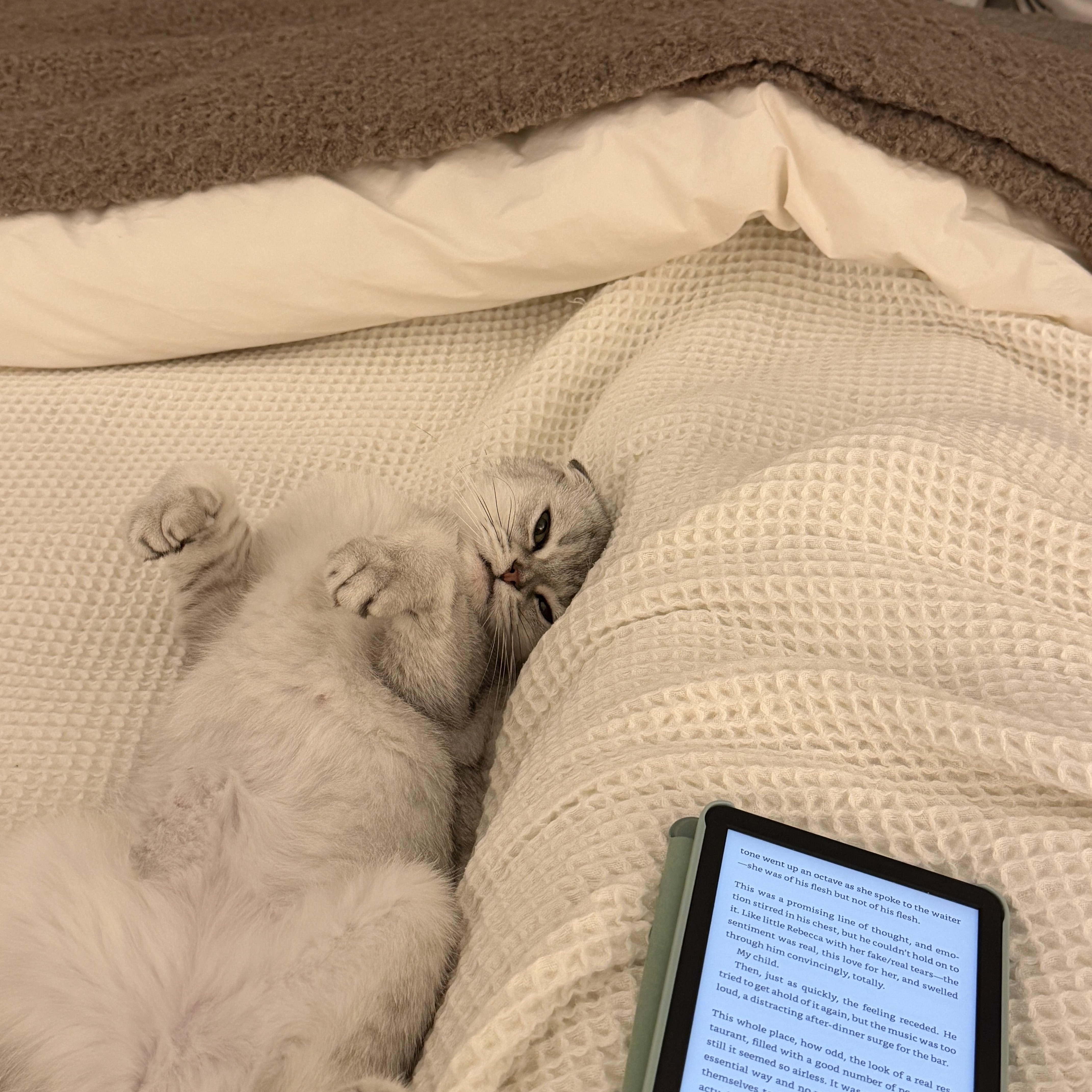 A baby medium-sized female Scottish Fold cat named Sima for adoption in Brooklyn, NY