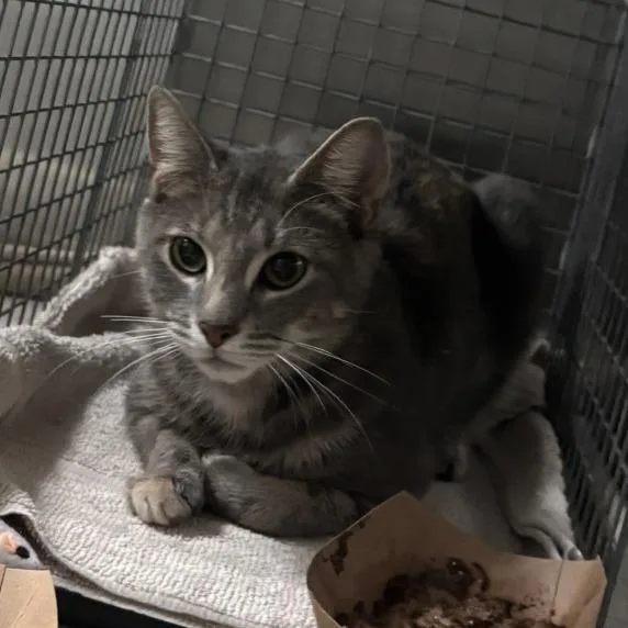 A young medium-sized female Gray / Blue / Silver Domestic Short Hair cat named NCI Orchid for adoption in Port Washington, NY