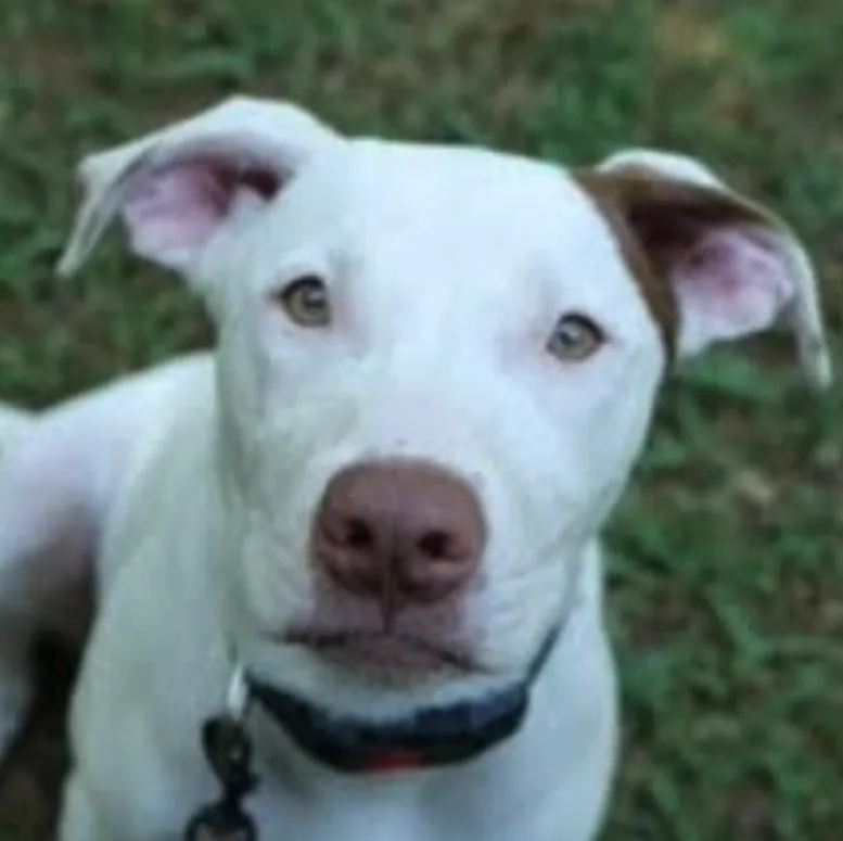 Cinderella Hodge Podge