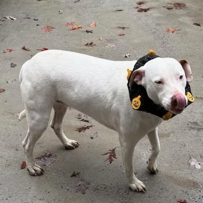 Cinderella Hodge Podge thumbnail 3