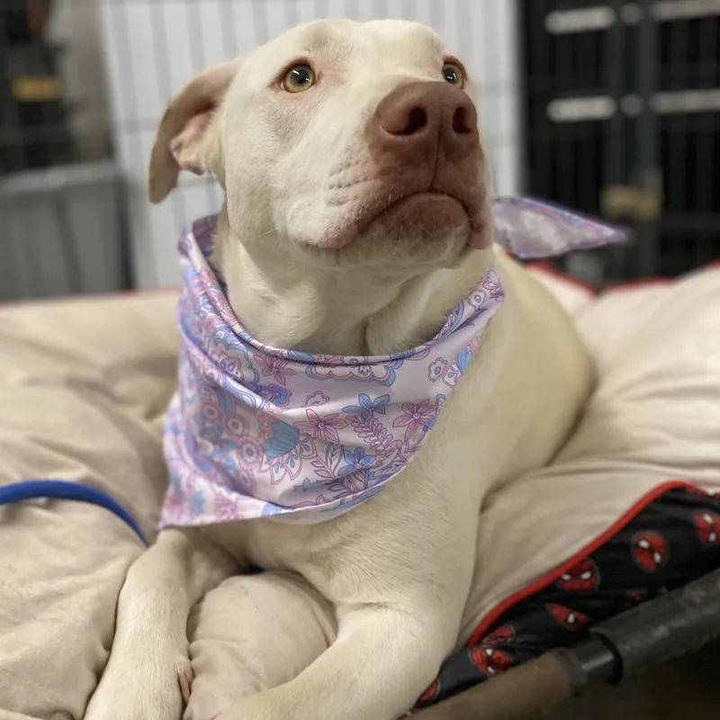 Cinderella Hodge Podge thumbnail 4