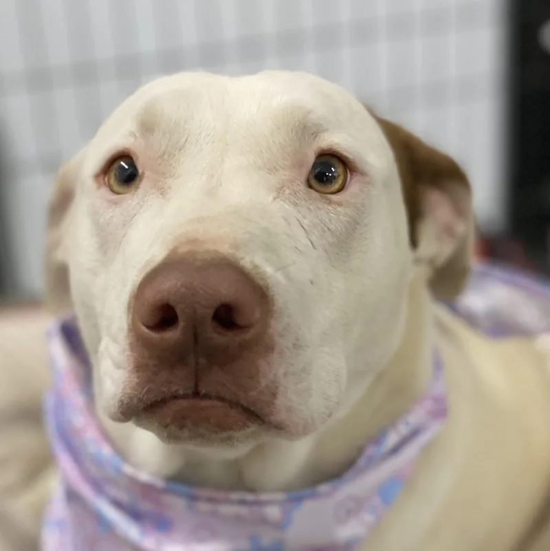 Cinderella Hodge Podge thumbnail 5