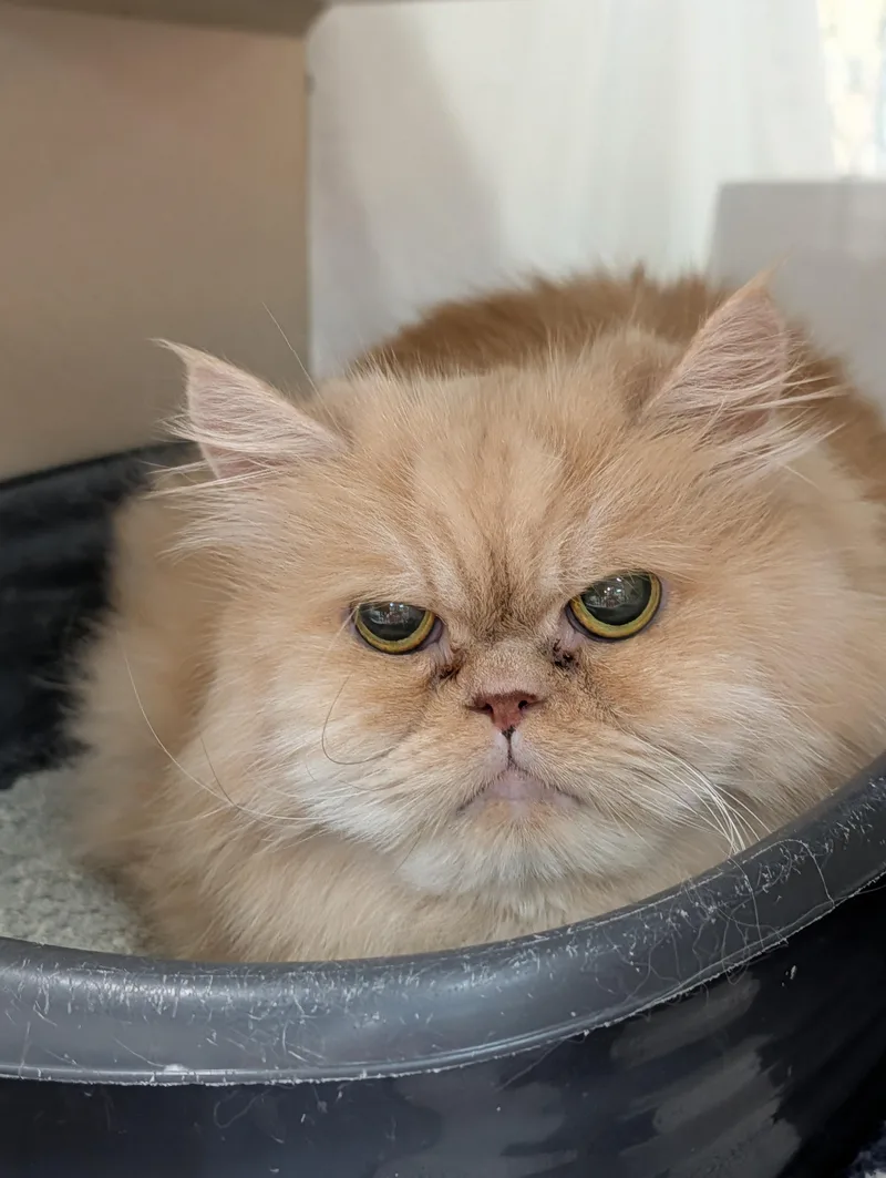 A senior large-sized male Buff / Tan / Fawn Persian cat named Little Boy for adoption in Decatur, IL